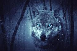 Trắc nghiệm tâm lý: Bạn nghĩ đâu là con sói đầu đàn?