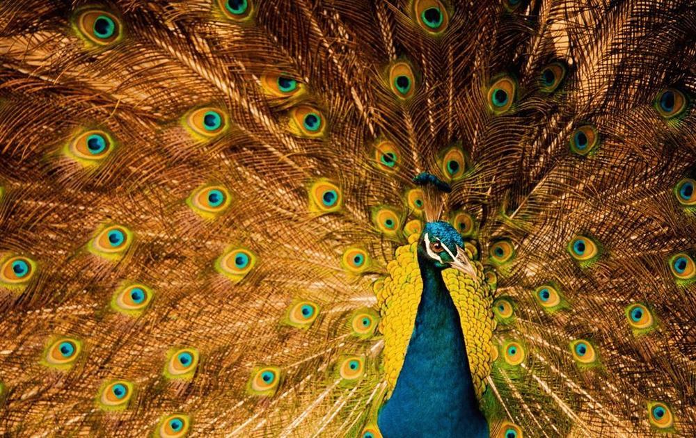 Trắc nghiệm tâm lý: Con công đẹp nhất tiết lộ may mắn sắp đến với bạn-2