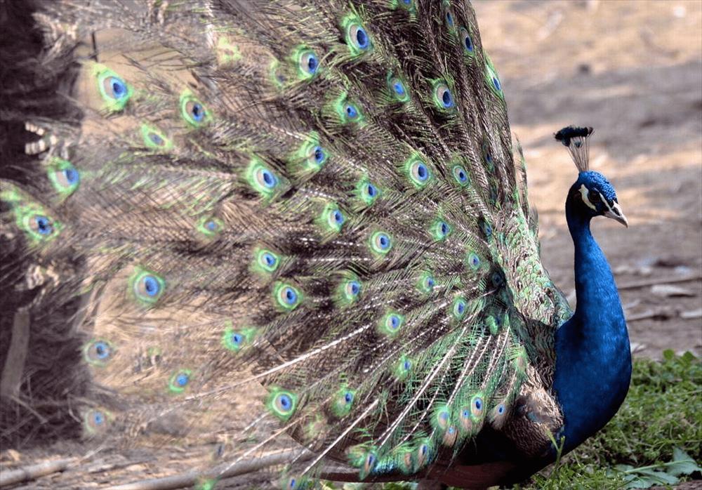 Trắc nghiệm tâm lý: Con công đẹp nhất tiết lộ may mắn sắp đến với bạn-3