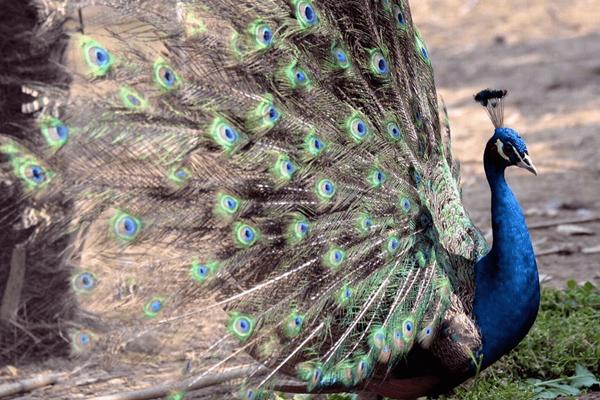 Trắc nghiệm tâm lý: Bữa sáng yêu thích tiết lộ hình ảnh bạn trong mắt người khác giới-5