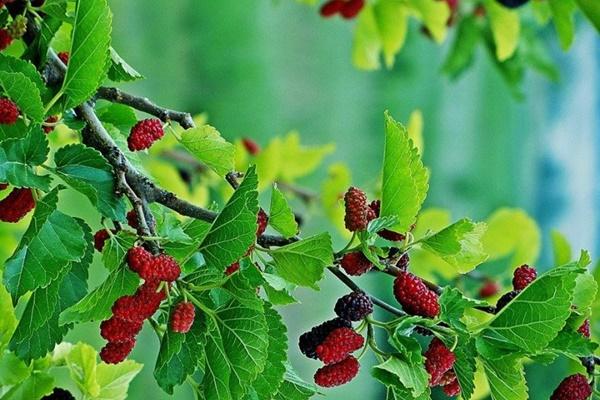 5 loại cây mang chữ tiền tài vừa đẹp vừa sang, Thần Tài ghé thăm liên tục-6