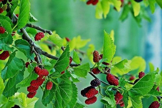 3 cây trồng trước nhà dễ gặp họa, chuyển ra sau nhà con cháu đời đời hưởng phúc