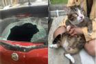 Mèo nặng 8,5kg rơi từ tầng 6 chung cư gây vỡ kính ô tô