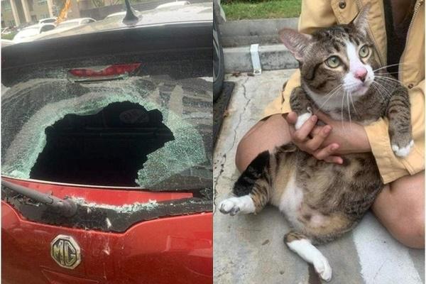 Mèo nặng 8,5kg rơi từ tầng 6 chung cư gây vỡ kính ô tô-1
