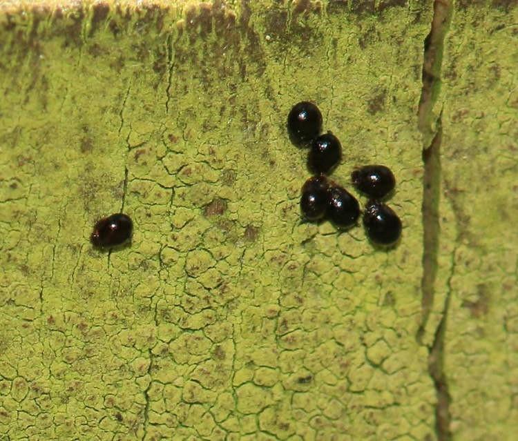 Loài vật khỏe nhất thế giới, nâng được vật nặng gấp gần 1.200 lần trọng lượng-2