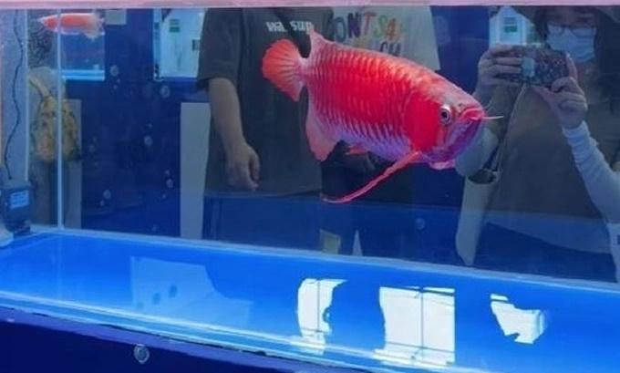 Giành ngôi quán quân, con cá rồng đẹp được mua hơn 3,6 tỷ đồng-1