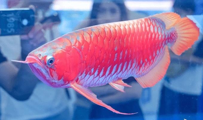Giành ngôi quán quân, con cá rồng đẹp được mua hơn 3,6 tỷ đồng-2
