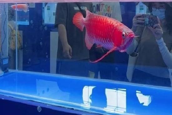 Giành ngôi quán quân, con cá rồng đẹp được mua hơn 3,6 tỷ đồng