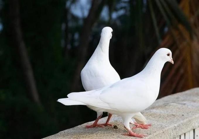 Lý do chim bồ câu được mệnh danh bổ gấp 9 lần thịt gà và lưu ý khi dùng-1