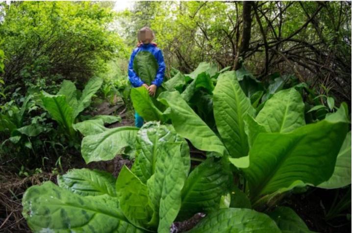 Kỳ lạ hòn đảo nhiều loại cây cao gấp 5 bình thường, như lạc vào hành tinh khác-2