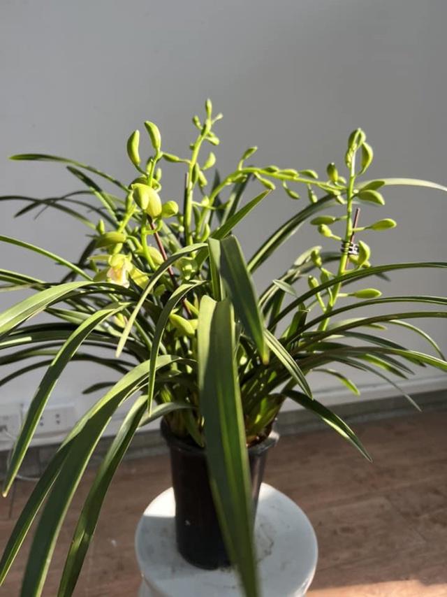 Lên chức to, tuổi 50 MC Diễm Quỳnh sống hạnh phúc trong căn nhà rực rỡ-16