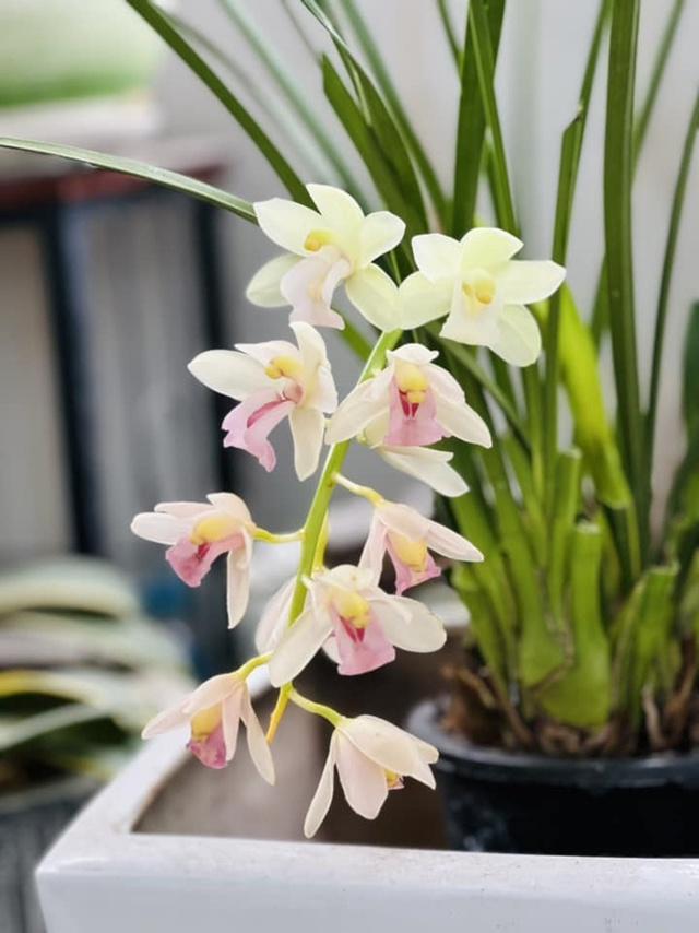 Lên chức to, tuổi 50 MC Diễm Quỳnh sống hạnh phúc trong căn nhà rực rỡ-18