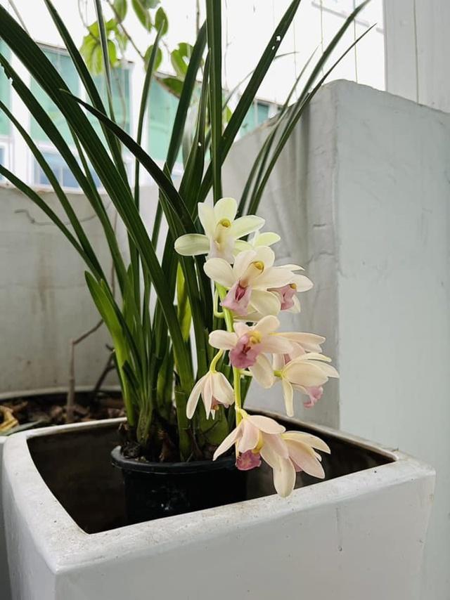 Lên chức to, tuổi 50 MC Diễm Quỳnh sống hạnh phúc trong căn nhà rực rỡ-19