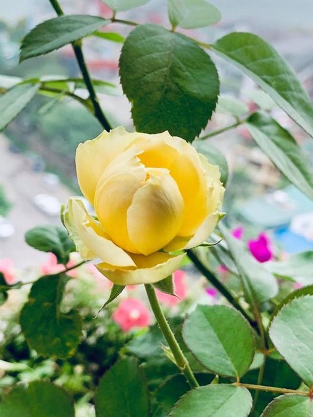 Lên chức to, tuổi 50 MC Diễm Quỳnh sống hạnh phúc trong căn nhà rực rỡ-20