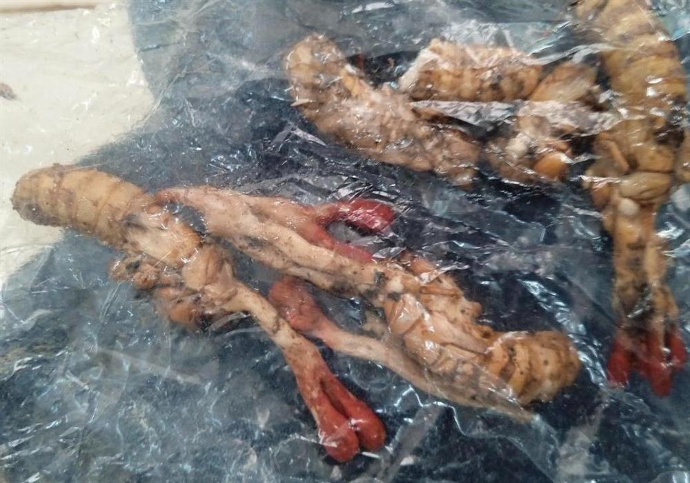 Lý do liên tiếp có nạn nhân ngộ độc khi ăn nấm giống đông trùng hạ thảo-1