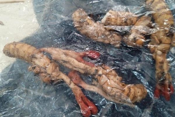 Hé lộ cây nấm như quả trứng đen, vài triệu 1 lạng nhưng người đào được không bán-2