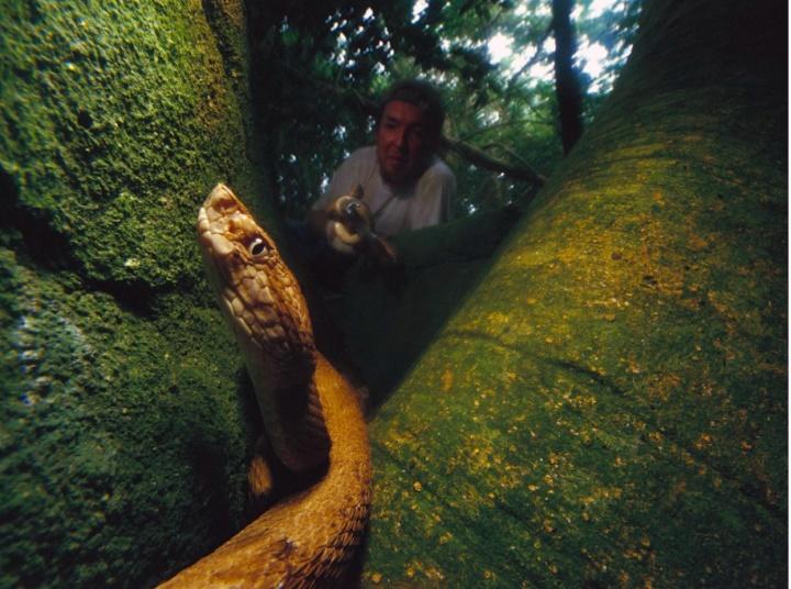 Hòn đảo có hàng trăm nghìn con rắn độc, nơi loài người không dám đặt chân-1