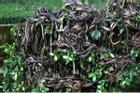 Hòn đảo có hàng trăm nghìn con rắn độc, nơi loài người không dám đặt chân