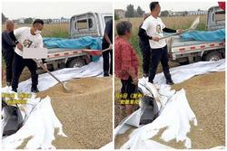 Tái hôn, con dâu đưa chồng đến gặt lúa giúp nhà chồng cũ gây xúc động