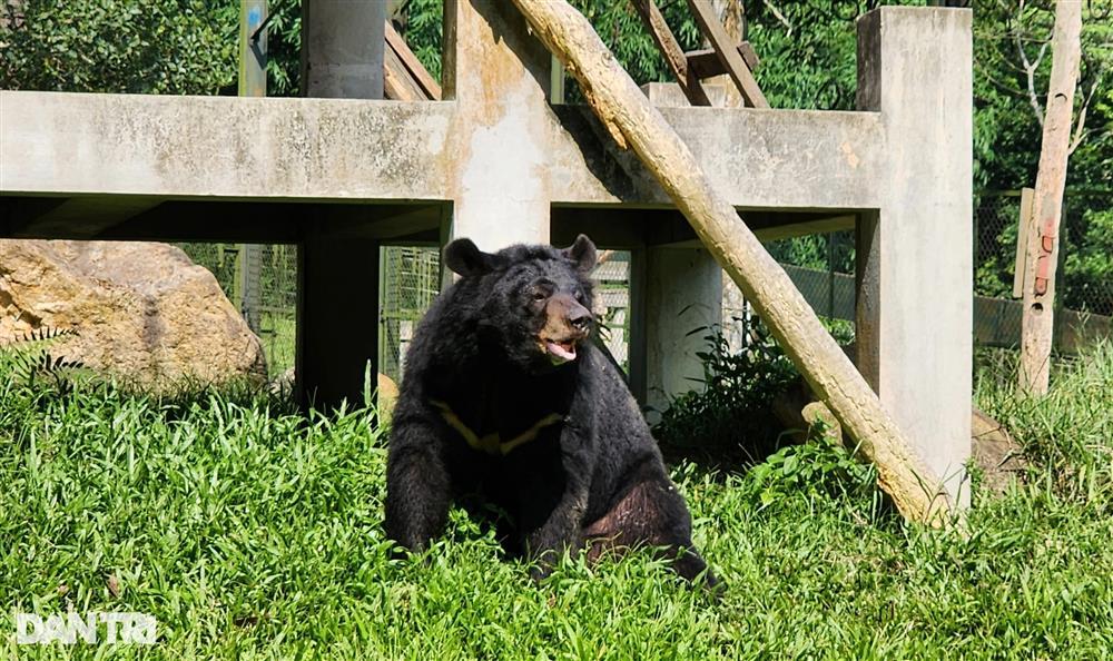 Cuộc sống của những chú gấu ở Tam Đảo: Tập gym, ăn kem thạch mát lạnh-1