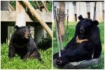 Cuộc sống của những chú gấu ở Tam Đảo: Tập gym, ăn kem thạch mát lạnh