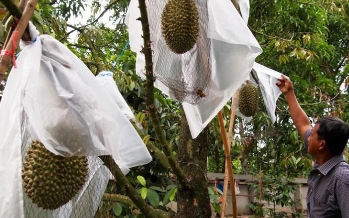 Quả sầu riêng giá 1,1 tỷ đồng: Là giống quý, được giới nhà giàu săn lùng-2