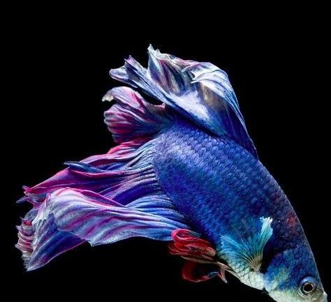 Trắc nghiệm tâm lý: Con cá nào khiến bạn ấn tượng nhất?-1