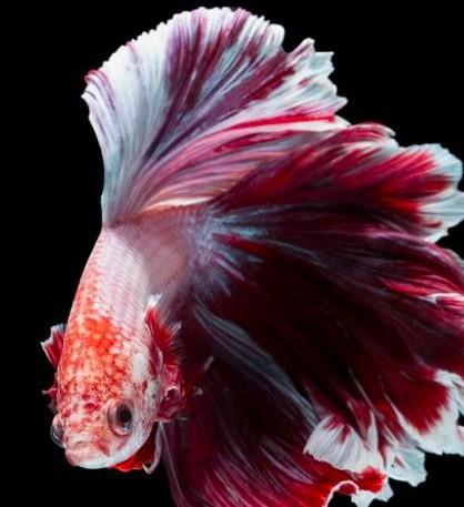 Trắc nghiệm tâm lý: Con cá nào khiến bạn ấn tượng nhất?-2