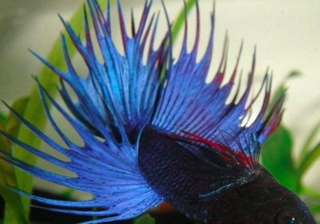 Trắc nghiệm tâm lý: Con cá nào khiến bạn ấn tượng nhất?-4