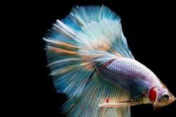 Trắc nghiệm tâm lý: Con cá nào khiến bạn ấn tượng nhất?