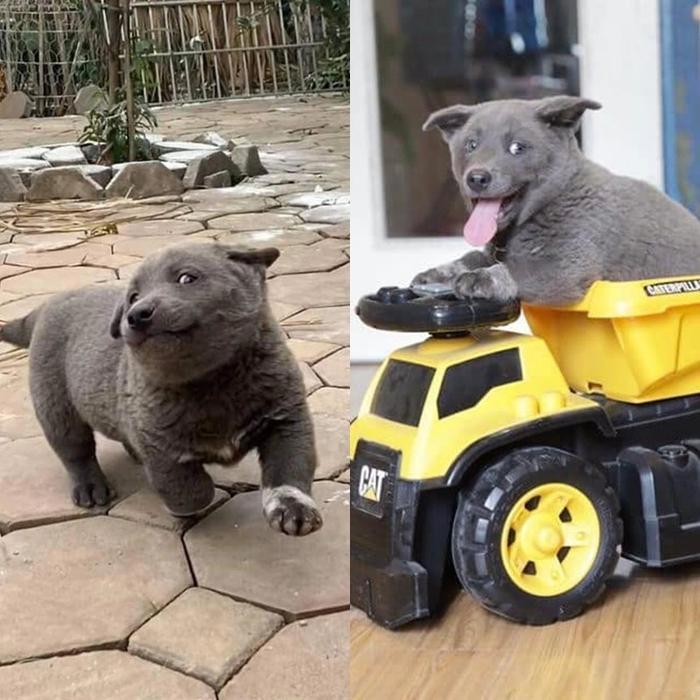 Cuộc sống hiện tại của chú chó tên Dúi từng nổi đình đám toàn thế giới sau 3 năm-2