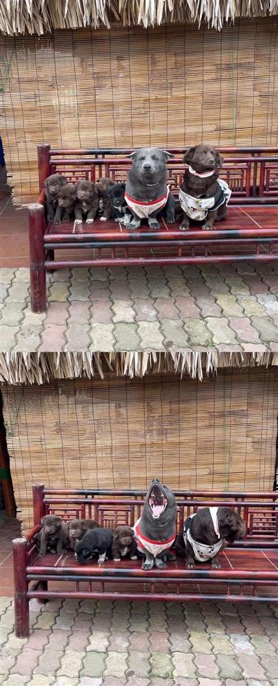 Cuộc sống hiện tại của chú chó tên Dúi từng nổi đình đám toàn thế giới sau 3 năm-3