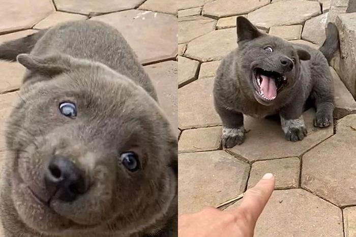 Cô gái đi xe đạp điện dắt theo 7 chú chó gây phẫn nộ-3