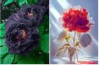 Trắc nghiệm tâm lý: Bạn thích loài hoa nào nhất và điều gì khiến bạn khác biệt?