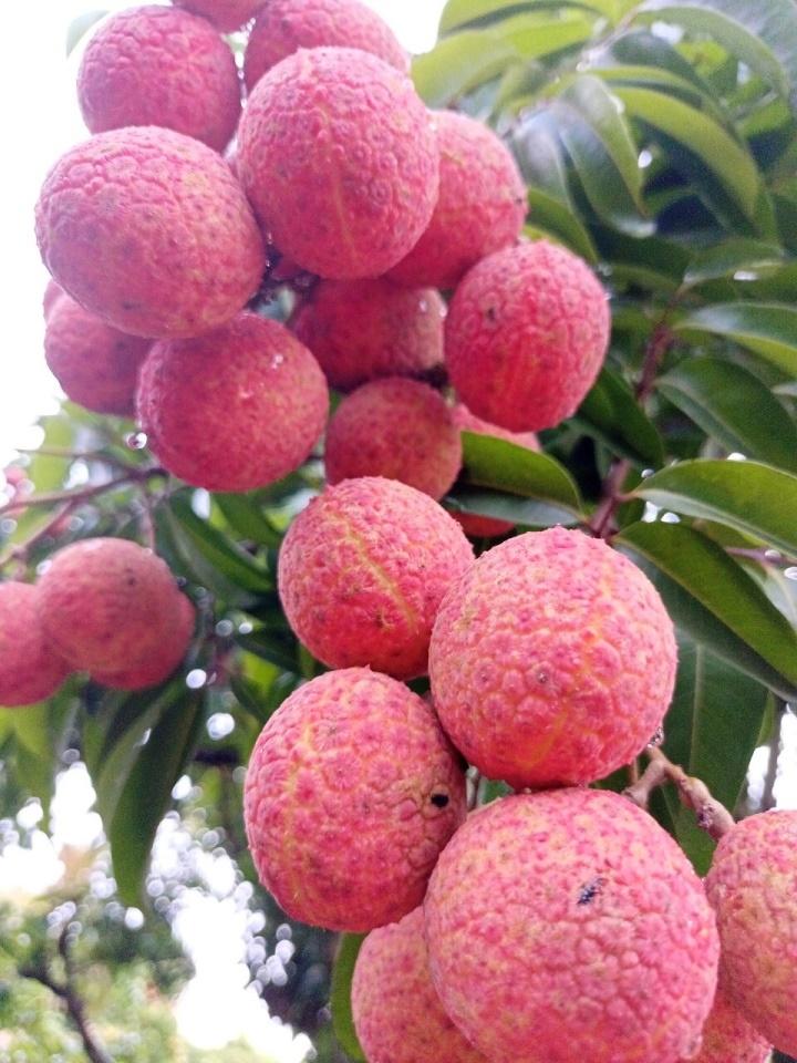 Rộ mốt mua cả cây vải thiều giá chục triệu đồng, ăn cho đỡ nghiện-1