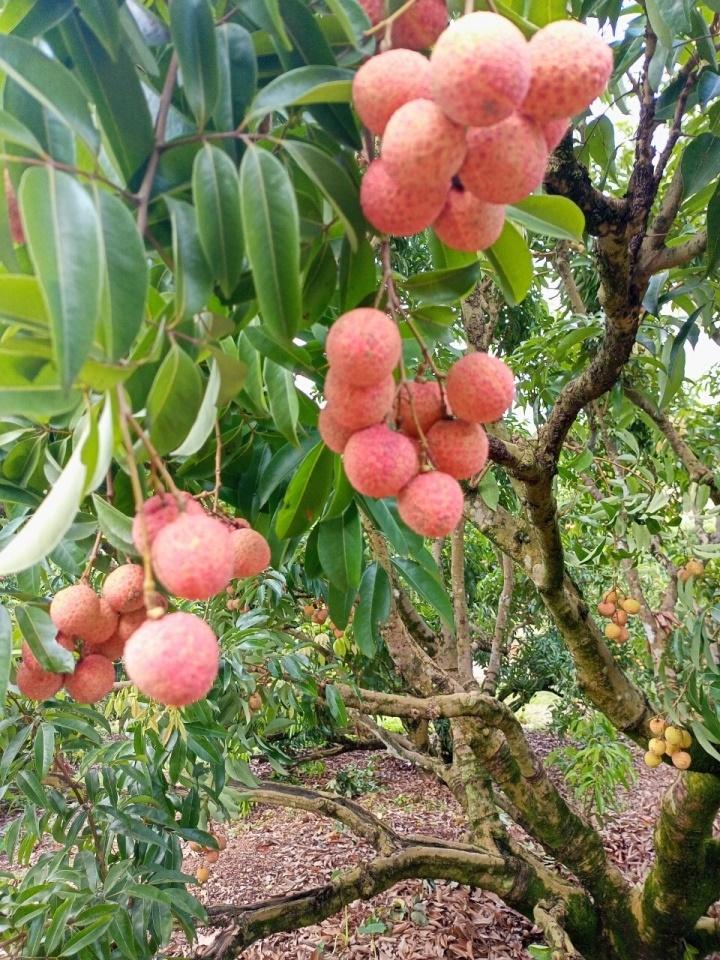 Rộ mốt mua cả cây vải thiều giá chục triệu đồng, ăn cho đỡ nghiện-2