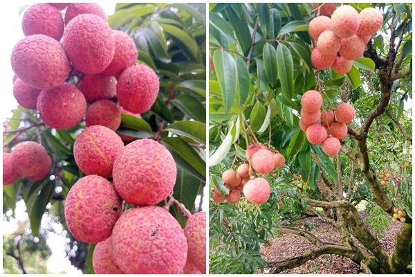 Bé gái 5 tuổi đột nhiên hôn mê, nguy kịch sau khi ăn vải theo cách này-2