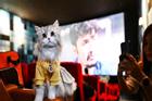 Độc đáo rạp phim dành cho 'khách bốn chân' ở Thái Lan