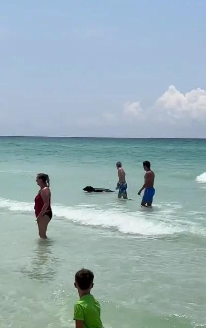 Du khách sợ đứng tim phát hiện gấu đen bơi trên bãi biển-1