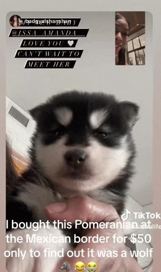 Mua chó cưng giá 1 triệu, cô gái hoang mang vì càng nuôi càng thấy không giống chó-1