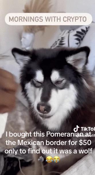 Mua chó cưng giá 1 triệu, cô gái hoang mang vì càng nuôi càng thấy không giống chó-2