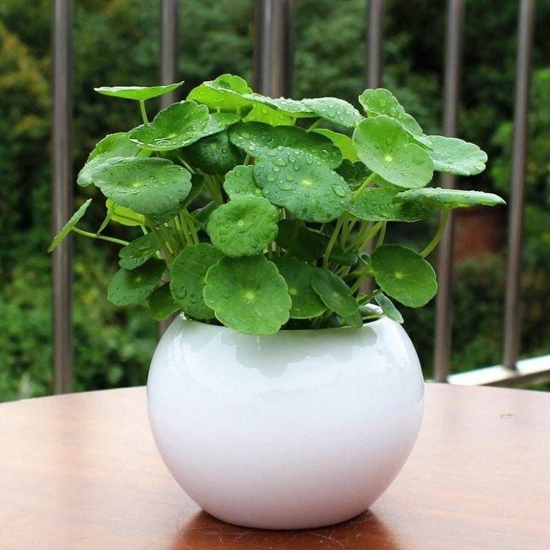 5 loại cây mang chữ tiền tài vừa đẹp vừa sang, Thần Tài ghé thăm liên tục-1