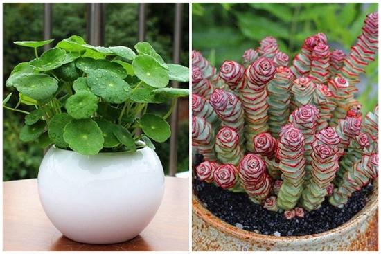 5 loại cây mang chữ 'tiền tài' vừa đẹp vừa sang, Thần Tài ghé thăm liên tục