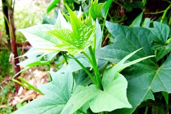 Loại rau mọc hoang đầy ở nước t được người nước ngoài ca ngợi trường thọ-1