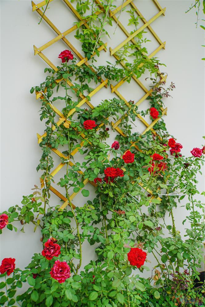 Villa 1.200m2 trị giá 35 tỷ đồng của ca sĩ 5 con Quách Thành Danh-7