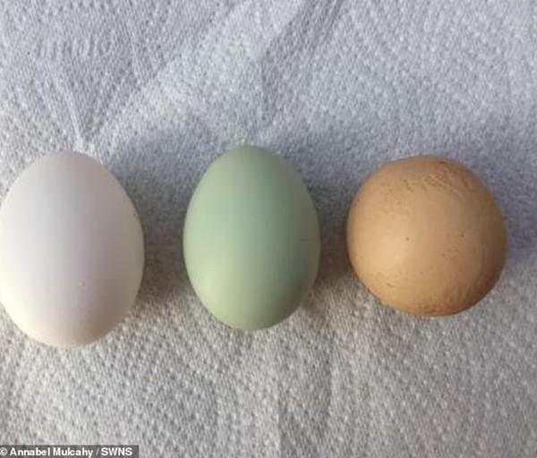 Đi siêu thị tình cờ mua được quả trứng tròn xoe hoàn hảo, bán lại được cả chục triệu-4