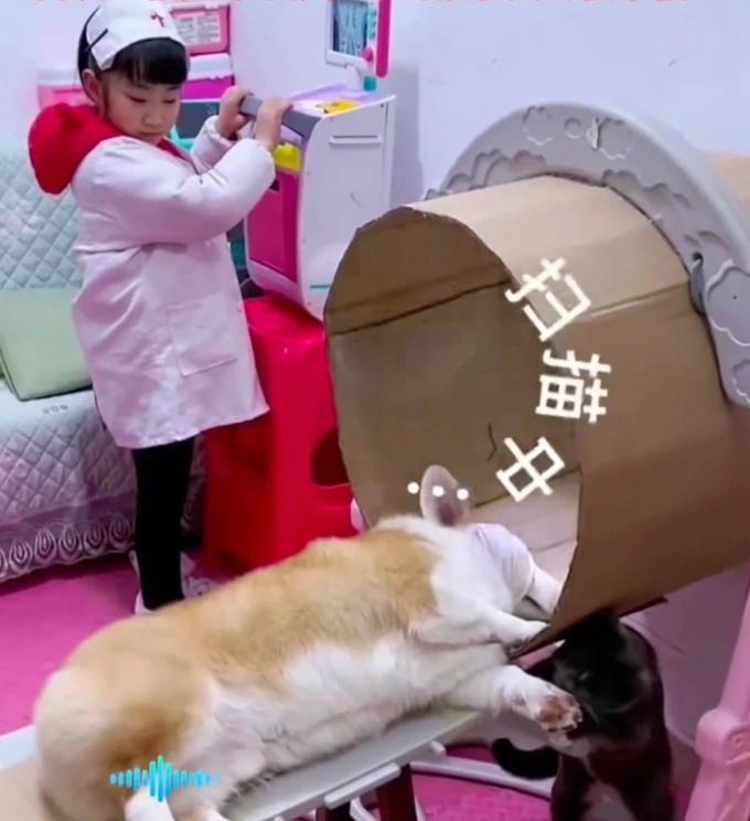 Bé gái 5 tuổi gây sốt khi đóng vai bác sĩ khám cho thú cưng-1