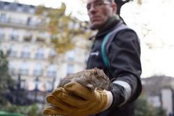 'Kinh đô ánh sáng' Paris cân nhắc việc sống chung với chuột