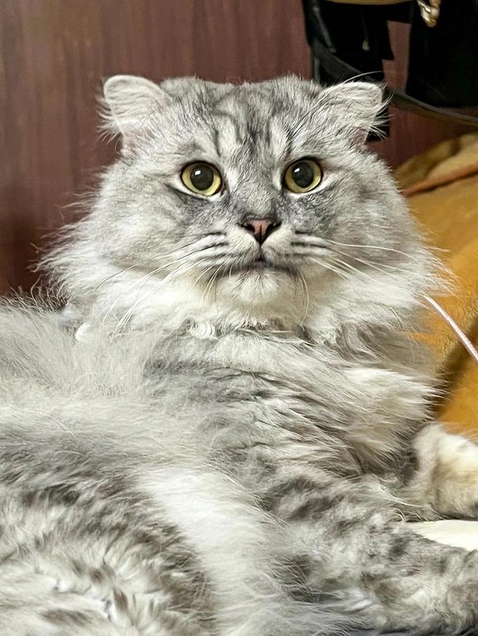 Lời kể của người phụ nữ rơi từ tầng 4, kẹt giữa 2 vách nhà chỉ vì cứu mèo-2