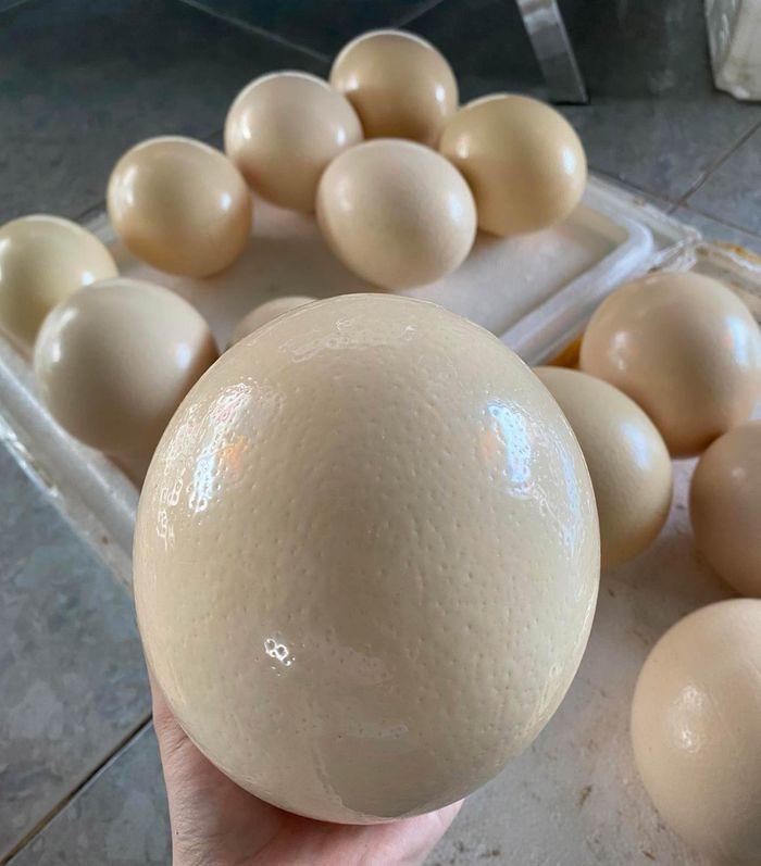 Loại trứng giá nửa triệu đồng một quả vẫn đắt hàng-1